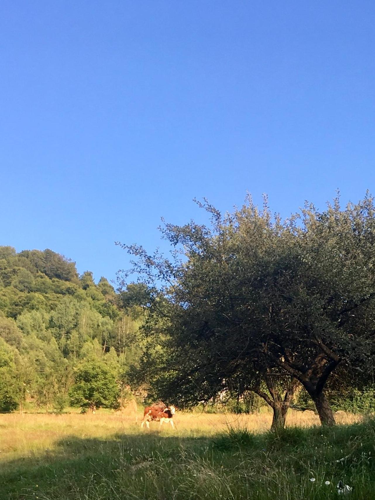 Cabana Baraj Apuseni Mountains Mihoesti المظهر الخارجي الصورة
